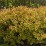 Spiraea japonica 'Goldflame'