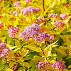 Spiraea japonica 'Goldflame'