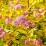 Spiraea japonica 'Goldflame'