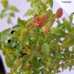 Spiraea japonica 'Goldflame'