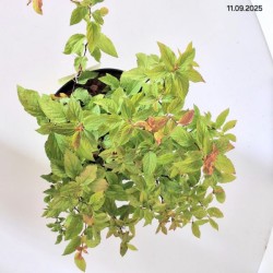Spiraea japonica 'Goldflame'