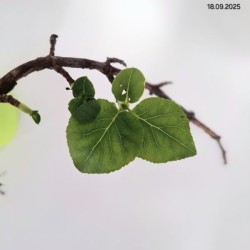 Hydrangea anomala subsp. petiolaris