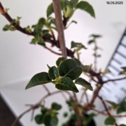 Hydrangea anomala subsp. petiolaris