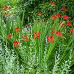 Crocosmia 'Lucifer'