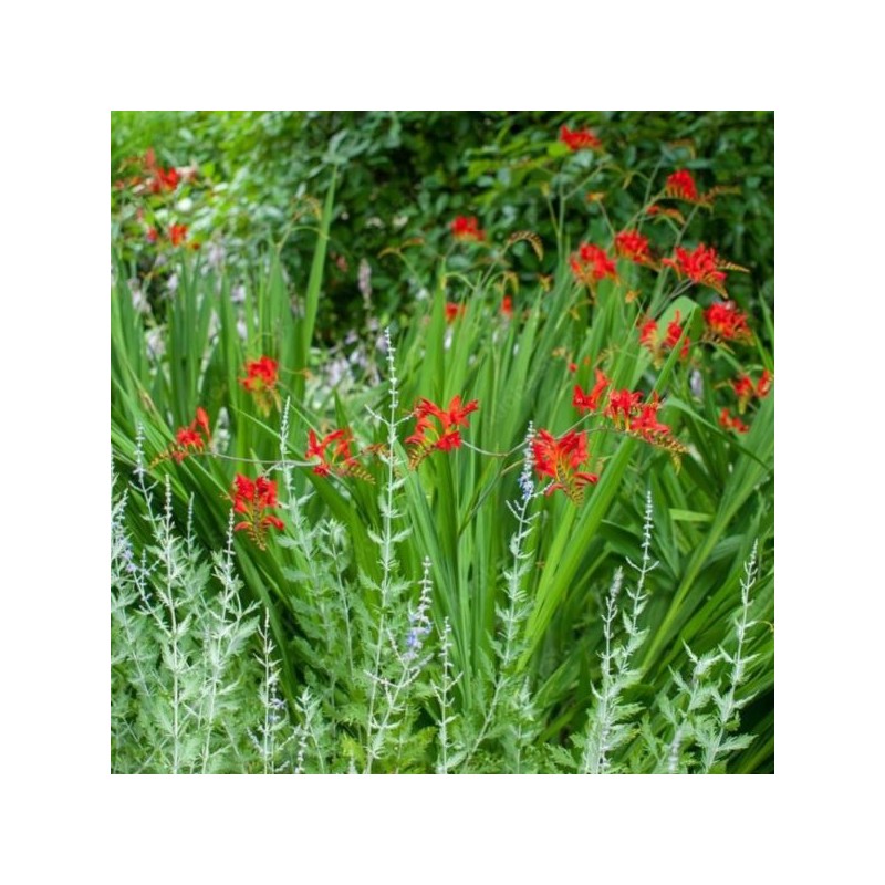 Crocosmia 'Lucifer'