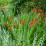 Crocosmia 'Lucifer'