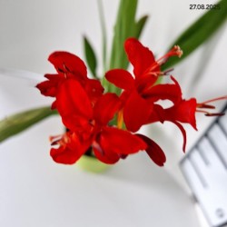 Crocosmia 'Lucifer'