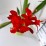 Crocosmia 'Lucifer'