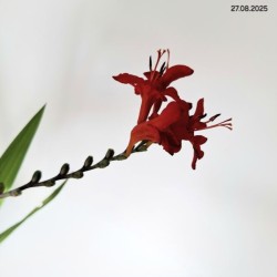 Crocosmia 'Lucifer'