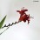 Crocosmia 'Lucifer'
