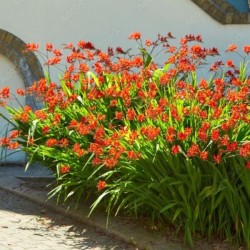 Crocosmia 'Lucifer'