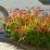 Crocosmia 'Lucifer'