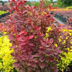 Berberis thunbergii 'Orange...