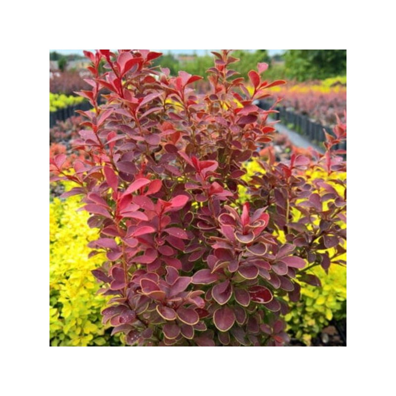Berberis thunbergii 'Orange Moon'