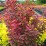 Berberis thunbergii 'Orange Moon'