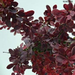 Berberis thunbergii 'Orange Moon'