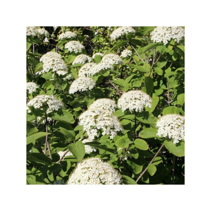 Viburnum lantana