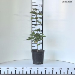 Viburnum lantana