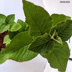 Viburnum lantana