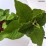 Viburnum lantana