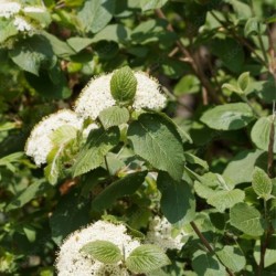 Viburnum lantana