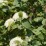 Viburnum lantana