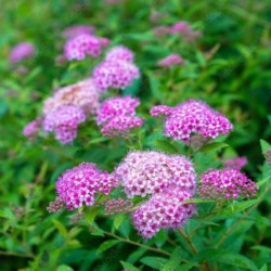Spiraea japonica 'Little...