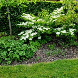 Viburnum plicatum 'Watanabe'