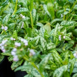 Pulmonaria 'Moonshine' PBR
