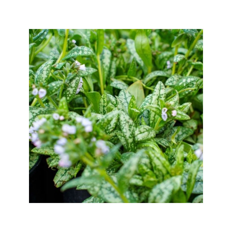 Pulmonaria 'Moonshine' PBR