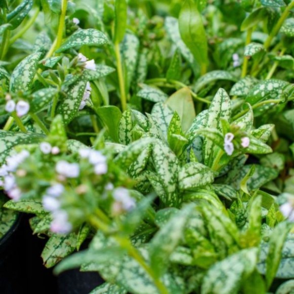 Pulmonaria 'Moonshine' PBR