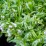 Pulmonaria 'Moonshine' PBR