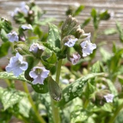 Pulmonaria 'Moonshine' PBR