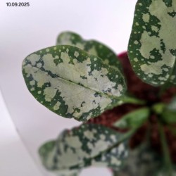 Pulmonaria 'Moonshine' PBR