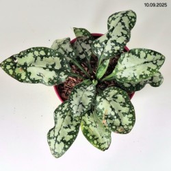 Pulmonaria 'Moonshine' PBR