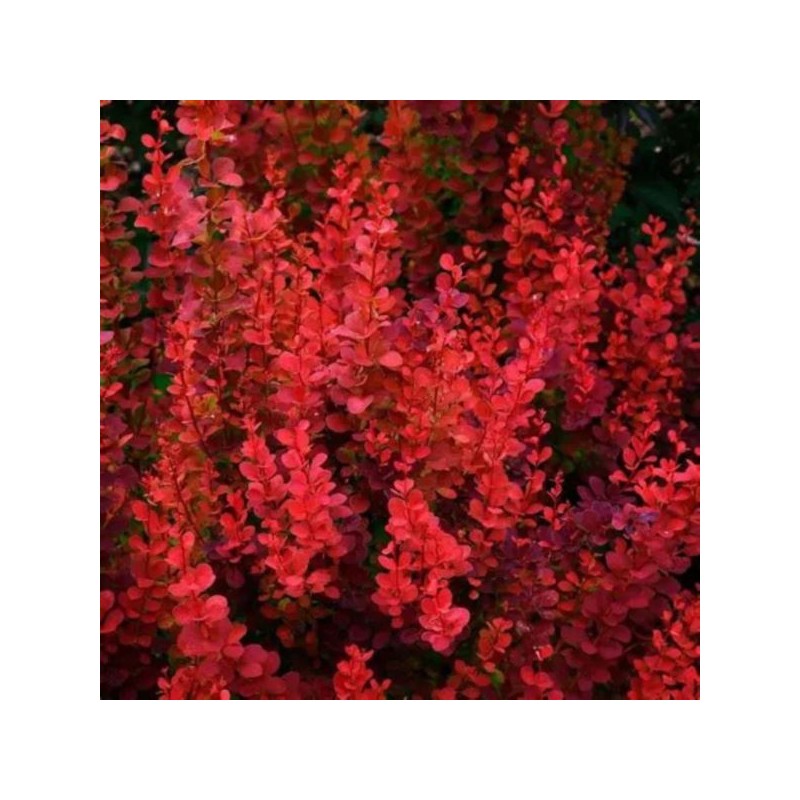 Berberis thunbergii 'Orange Pillar'