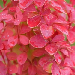 Berberis thunbergii 'Orange Pillar'