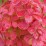 Berberis thunbergii 'Orange Pillar'