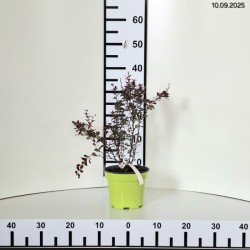 Berberis thunbergii 'Orange Pillar'