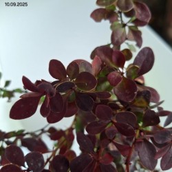 Berberis thunbergii 'Orange Pillar'
