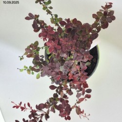 Berberis thunbergii 'Orange Pillar'
