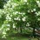 Viburnum opulus 'Roseum'