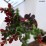 Berberis thunbergii 'Red Rocket'