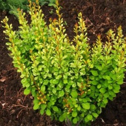 Berberis thunbergii 'Powwow'