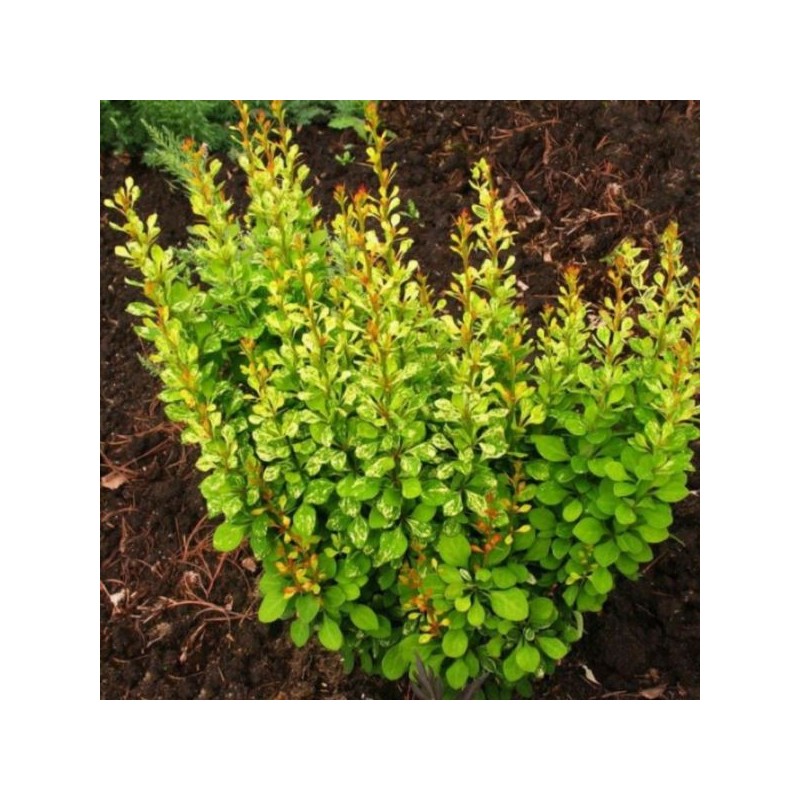 Berberis thunbergii 'Powwow'