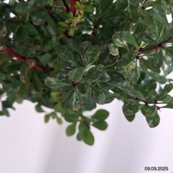 Berberis thunbergii 'Powwow'