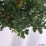 Berberis thunbergii 'Powwow'