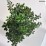 Berberis thunbergii 'Powwow'
