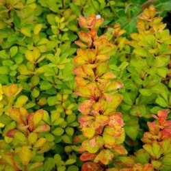 Berberis thunbergii 'Powwow'