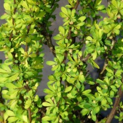 Berberis thunbergii 'Powwow'